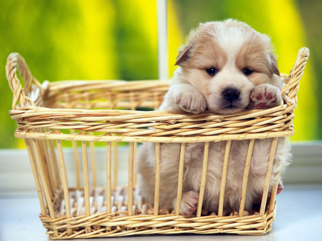 Puppy sitting in a wicker basket
