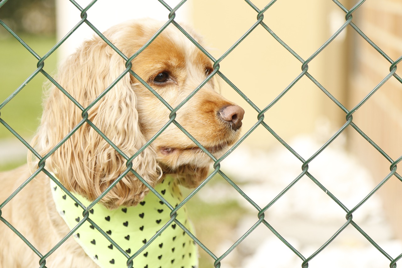 Dog behind a chain-link fence