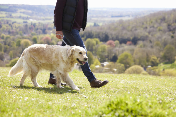 Dog walking with handler in open field