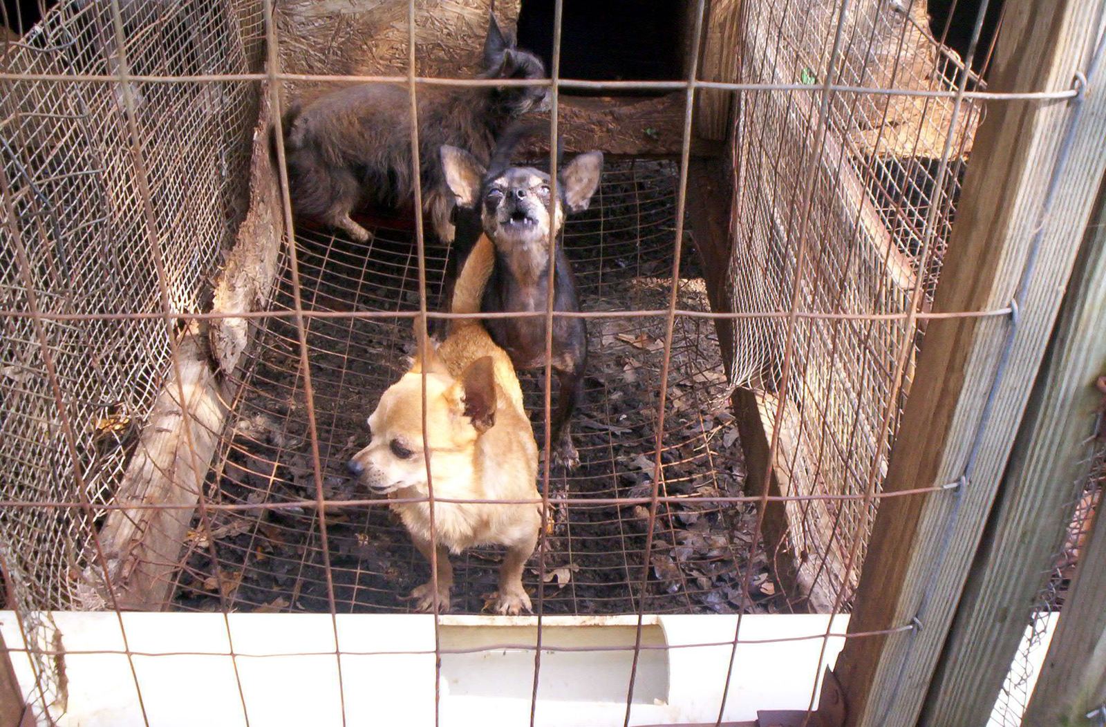Three small dogs standing on wire flooring inside a bare outdoor cage at a puppy mill