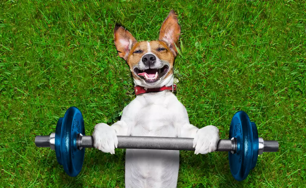 Does Your Dog Get Enough Exercise?