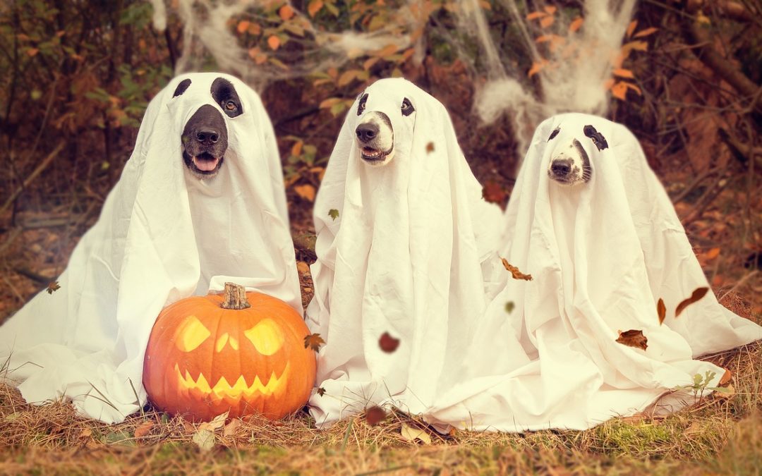 Keep the Paws Off These Halloween Treats!